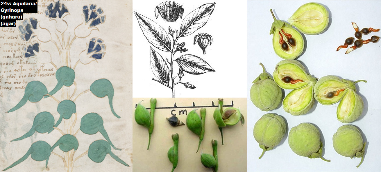 Voynich Plant Names | Stephen Bax