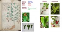 Voynich Plant Names | Stephen Bax