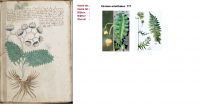 Voynich Plant Names | Stephen Bax