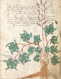 On factors distorting the plant images of the Voynich Manuscript ...